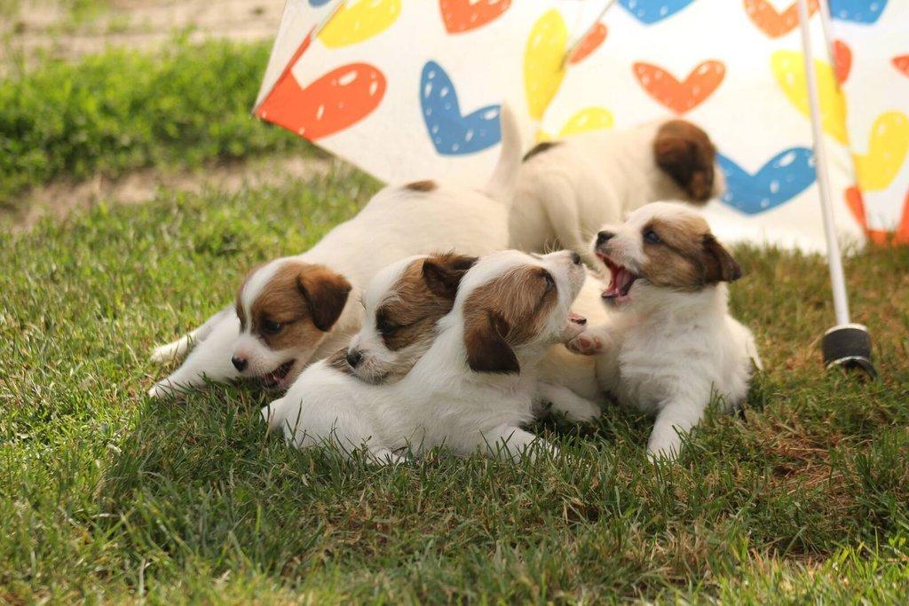 Jack russell terier s PP