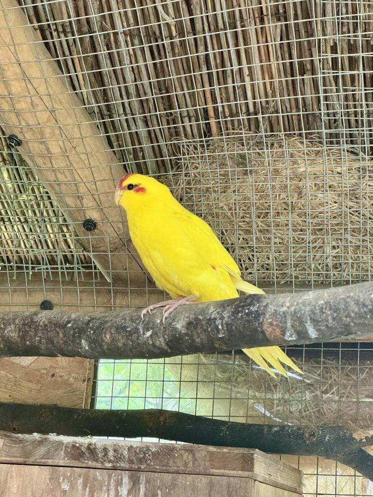 Kakakriki Rudočelý Samice Žl.