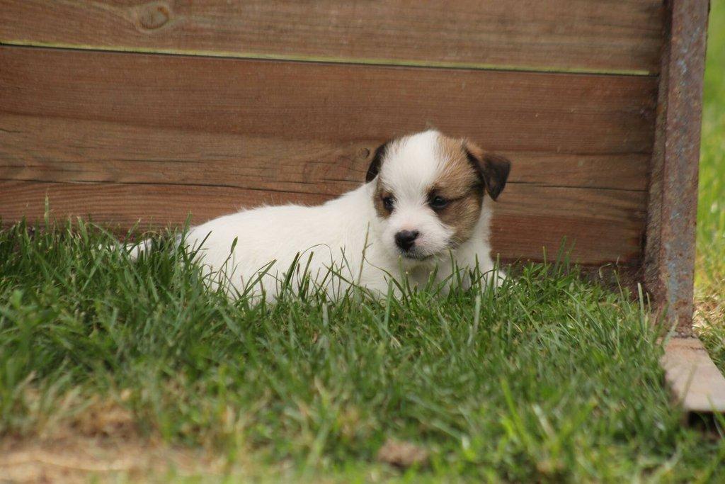 Jack russell terier s PP