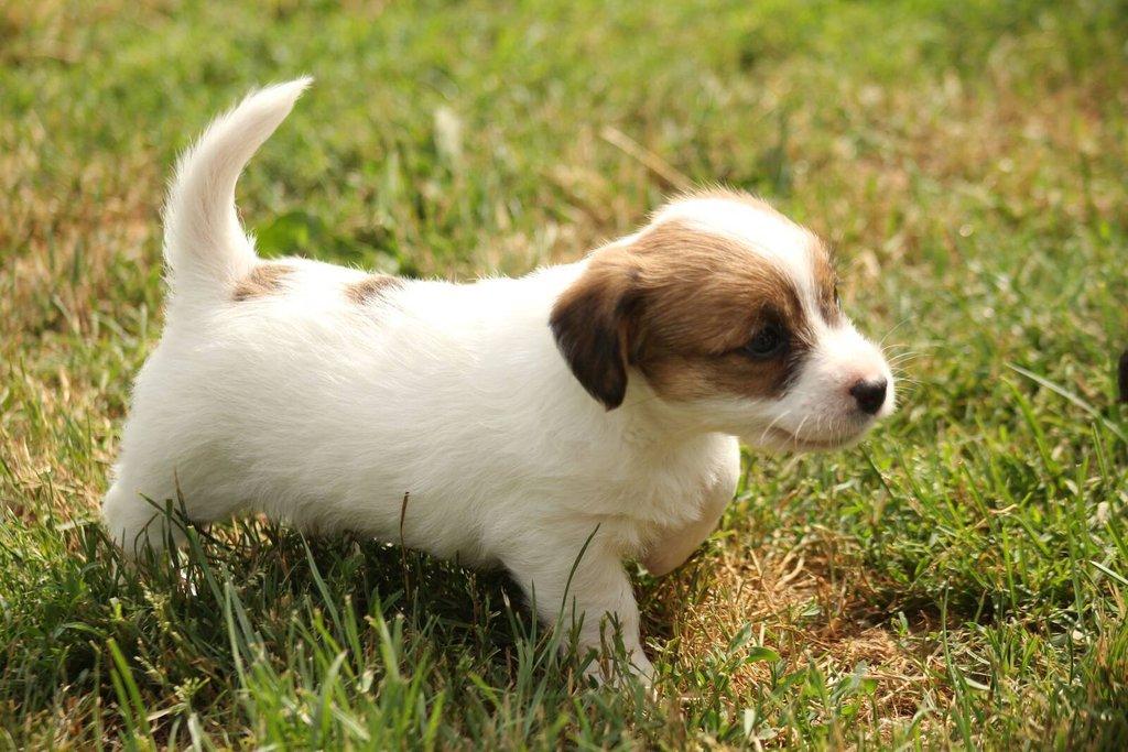 Jack russell terier s PP