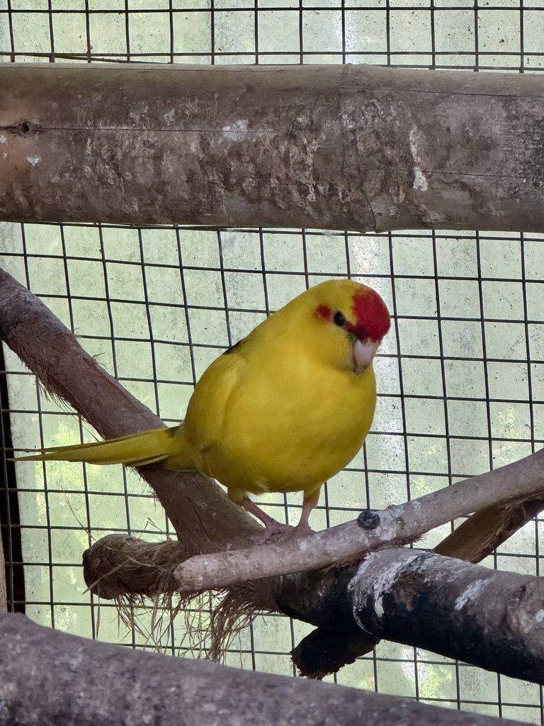 Kakakriki Rudočelý Samice Žl.